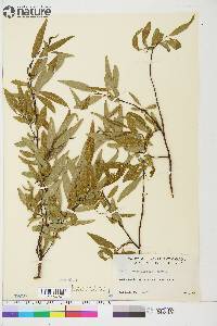 Salix arbusculoides image