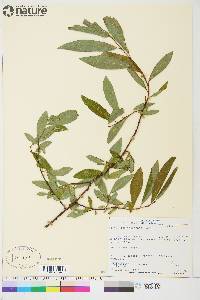 Salix arbusculoides image