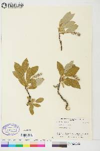 Salix arctophila image