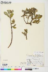 Salix arctophila image