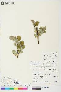 Image of Salix calcicola
