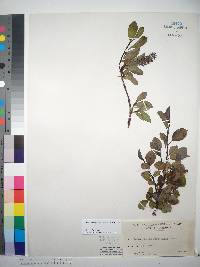 Image of Salix arctophila