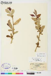 Image of Salix famelica