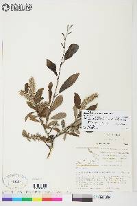 Salix glauca image