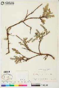 Salix arctica image