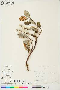 Salix arctica image