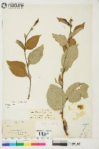 Salix barclayi image