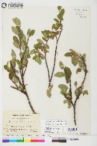 Salix glauca var. cordifolia image