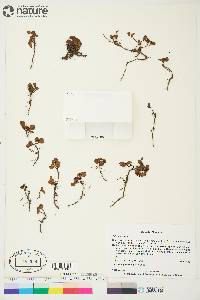 Image of Salix herbacea