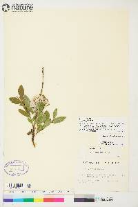 Salix myrtillifolia image