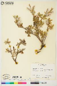 Salix fullertonensis image