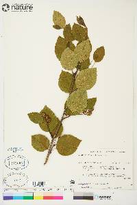 Alnus crispa image