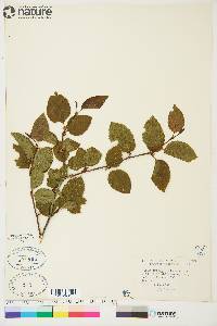 Alnus crispa image