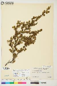 Betula glandulosa image