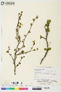 Betula glandulosa image