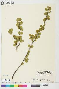 Betula glandulosa image