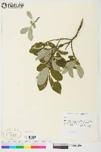 Salix glauca image