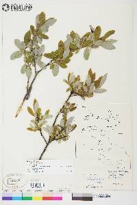 Salix glauca image