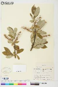 Salix glauca image