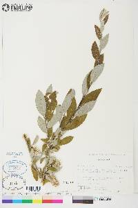 Salix glauca image