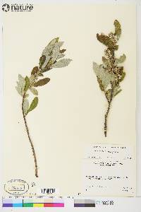 Salix glauca var. villosa image