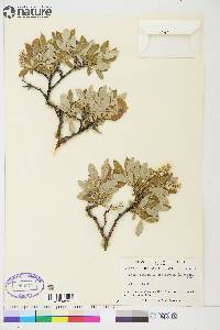 Salix glauca image