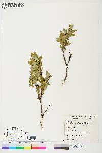 Salix glauca image