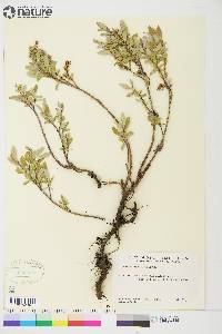 Salix niphoclada image