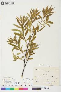 Salix petiolaris image