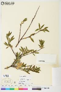 Salix planifolia image