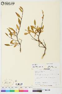 Salix planifolia image