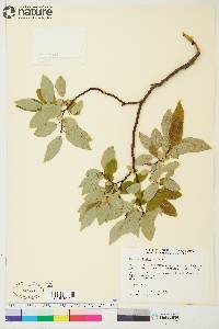 Salix pyrifolia image