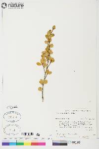 Betula glandulosa image