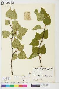 Betula resinifera image