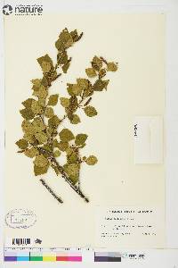 Betula occidentalis image