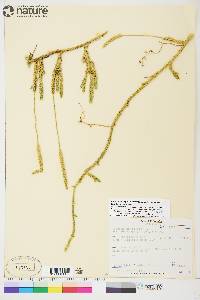 Lycopodium lagopus image