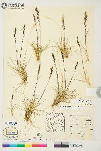 Deschampsia brevifolia image