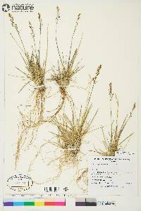 Deschampsia brevifolia image