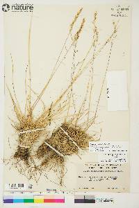 Deschampsia brevifolia image