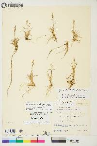 Image of Deschampsia sukatschewii