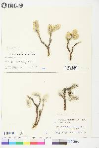 Salix richardsonii image