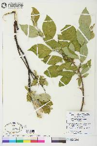 Salix richardsonii image