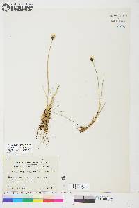 Eriophorum callitrix image