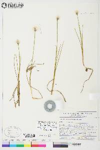 Eriophorum scheuchzeri image