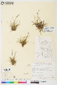 Carex capillaris image