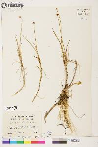 Carex chordorrhiza image