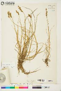 Carex mackenziei image