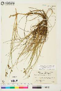 Carex magellanica subsp. irrigua image