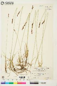 Carex parryana image