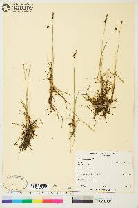 Carex rariflora image